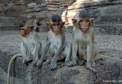 Prang Sam Yod - Temple des singes - Lopburi