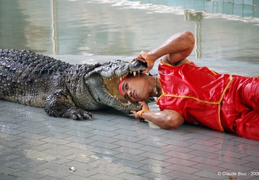 Pattaya Crocodile farm, le spectacle
