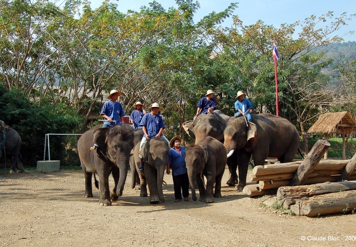 Le camp des éléphants - le spectacle
