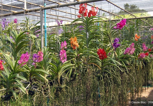 Ferme des orchidées - Chiang mai